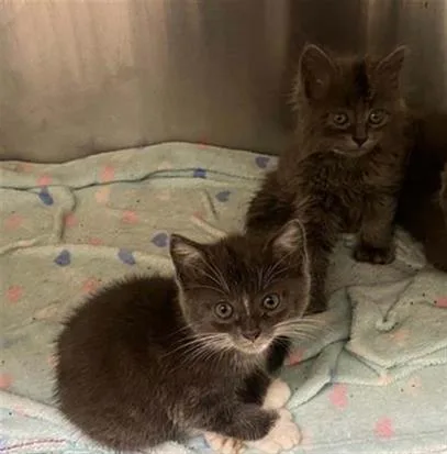 A baby small-sized female Domestic Medium Hair cat named Lily for adoption in Tustin, CA