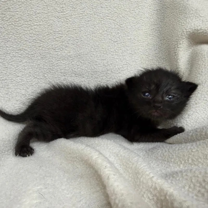 A baby small-sized female Black Domestic Short Hair cat named Zeppo for adoption in Pine Mountain, GA