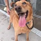 An adult large-sized male Golden Hound dog named Marlie for adoption in Moline, IL
