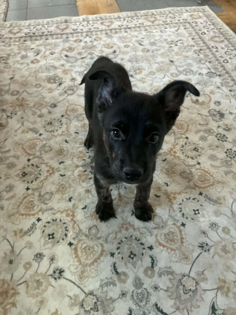 A baby medium-sized male Shepherd dog named Hawthorn for adoption in Salt Lake City, UT