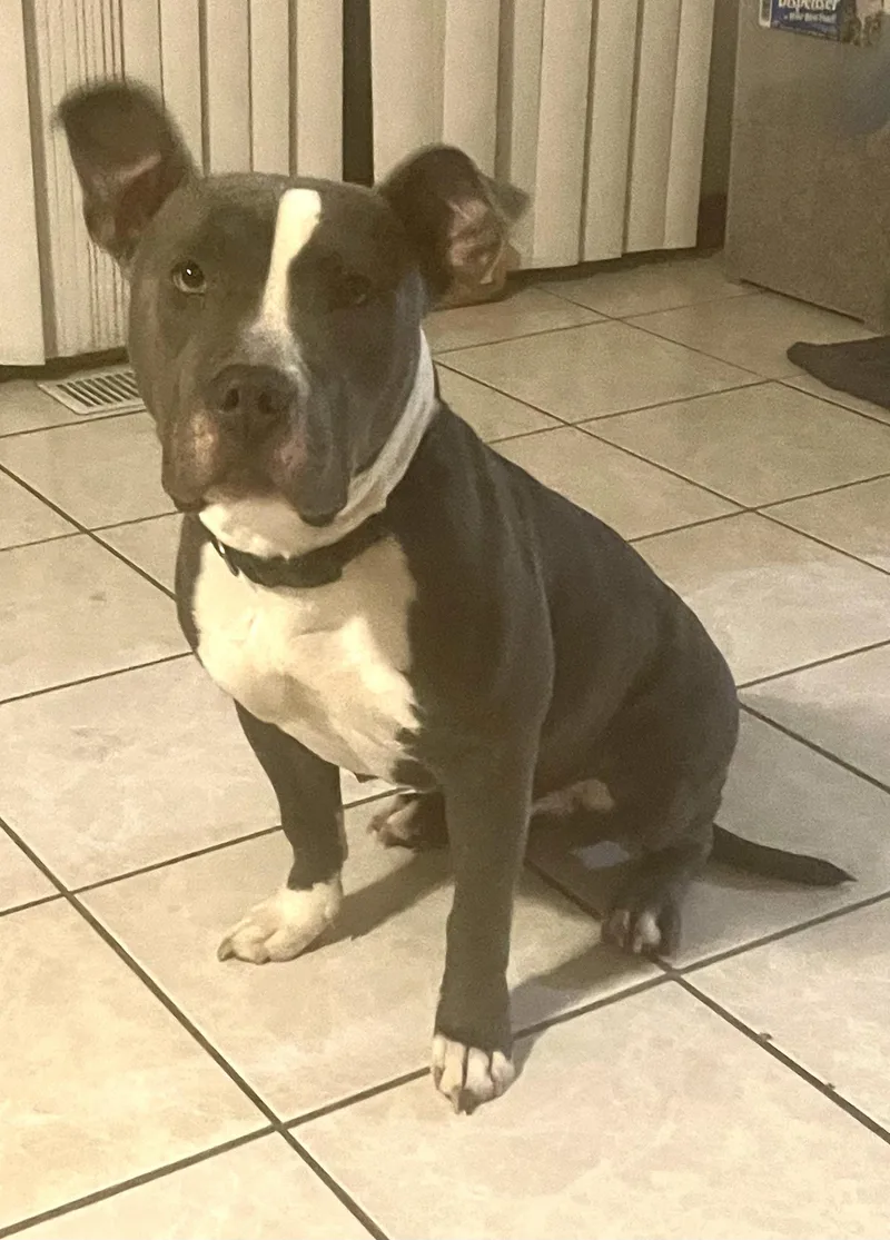 A young medium-sized female Mixed Breed dog named Diamond for adoption in Clinton, IL