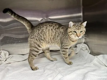 A young small-sized male Domestic Short Hair cat named Bagel for adoption in Cumberland, MD