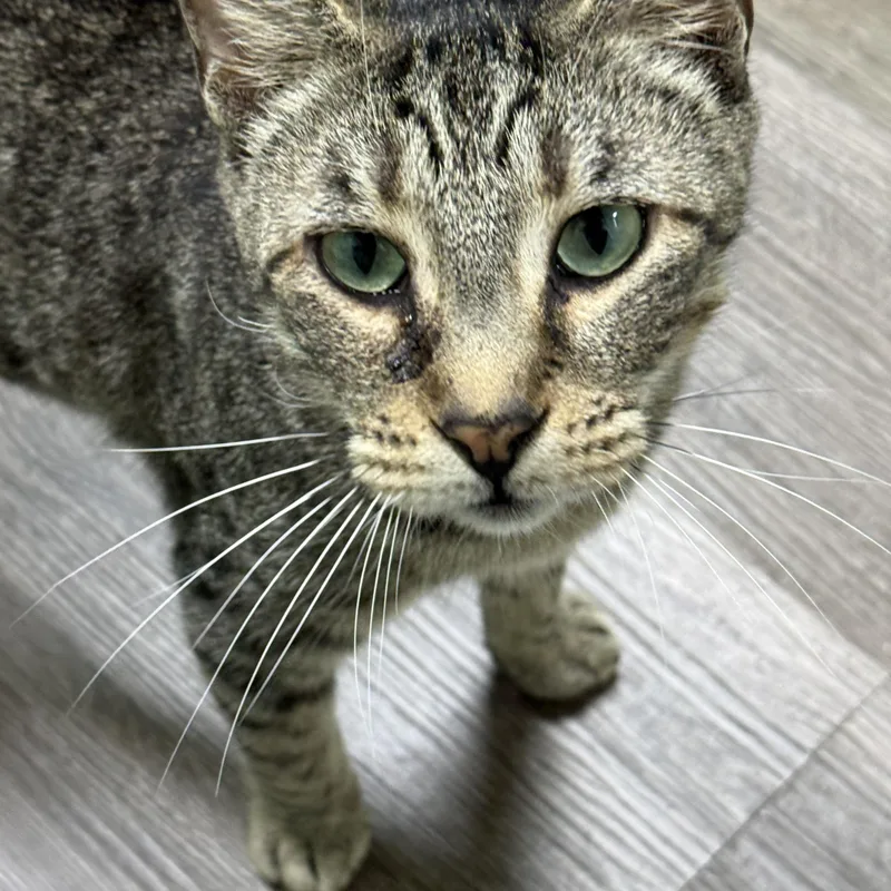 An adult medium-sized male Tabby (Brown / Chocolate) Domestic Short Hair cat named Howie for adoption in Lauderhill, FL