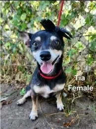 An adult medium-sized female Chihuahua dog named Tia for adoption in West Bloomfield, MI