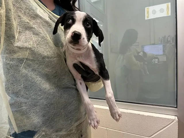 A baby small-sized male Beagle dog named Tator for adoption in Pueblo, CO