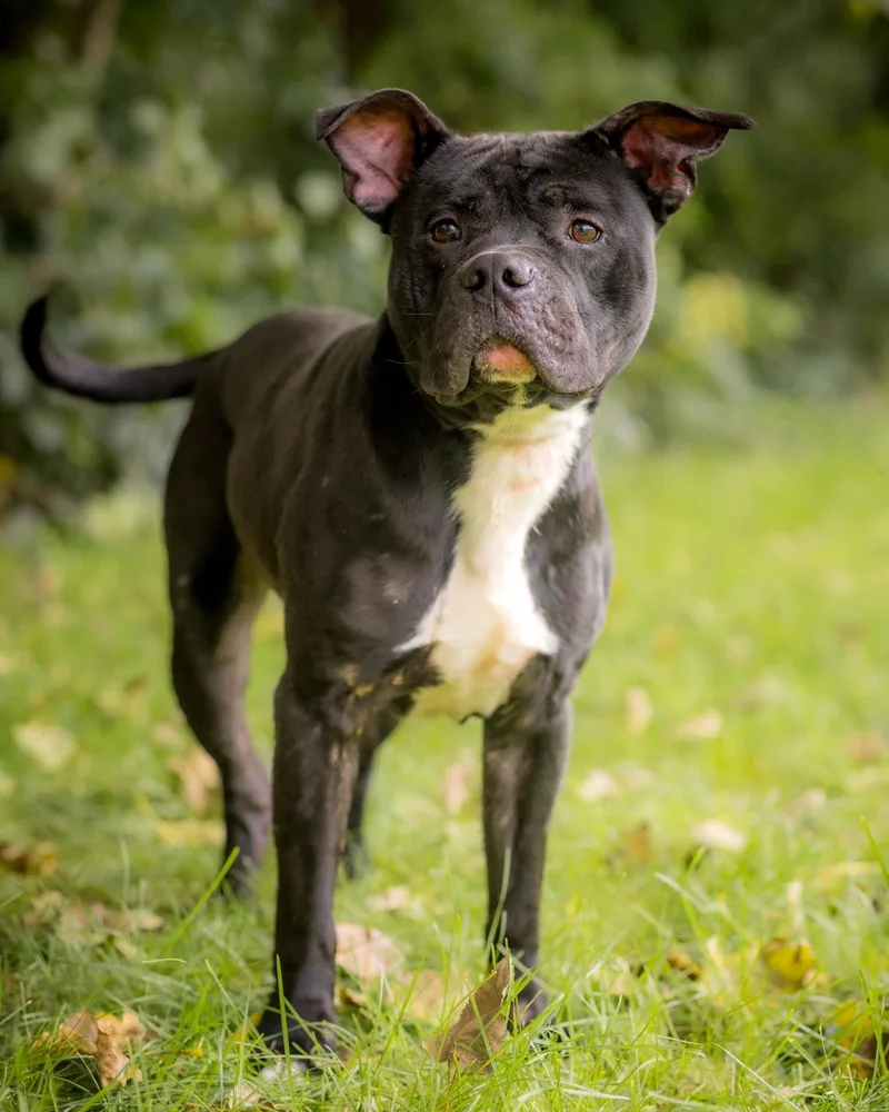 An adult large-sized male American Bully dog named Kenai for adoption in Bridgeport, CT