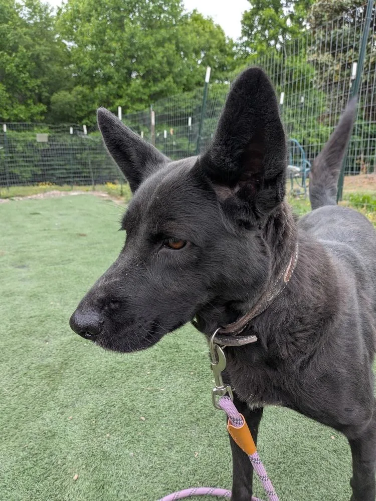 An adult medium-sized female Black Cattle Dog dog named Rose for adoption in Statesville, NC