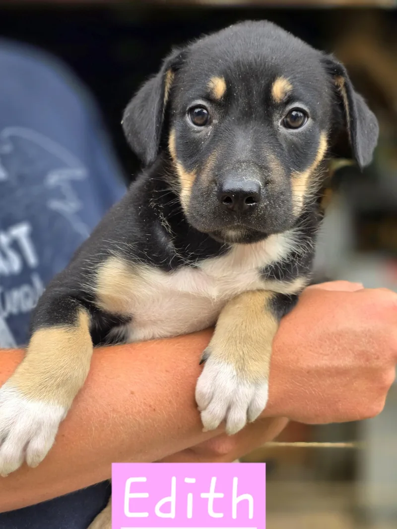 A baby medium-sized female Mixed Breed dog named Edith for adoption in Walthill, NE