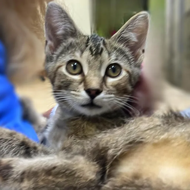 An adult large-sized female Torbie Domestic Short Hair cat named Macy for adoption in Springfield, IL