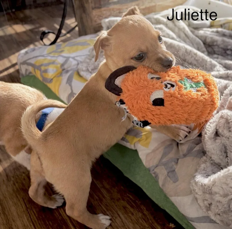 Juliette thumbnail 2