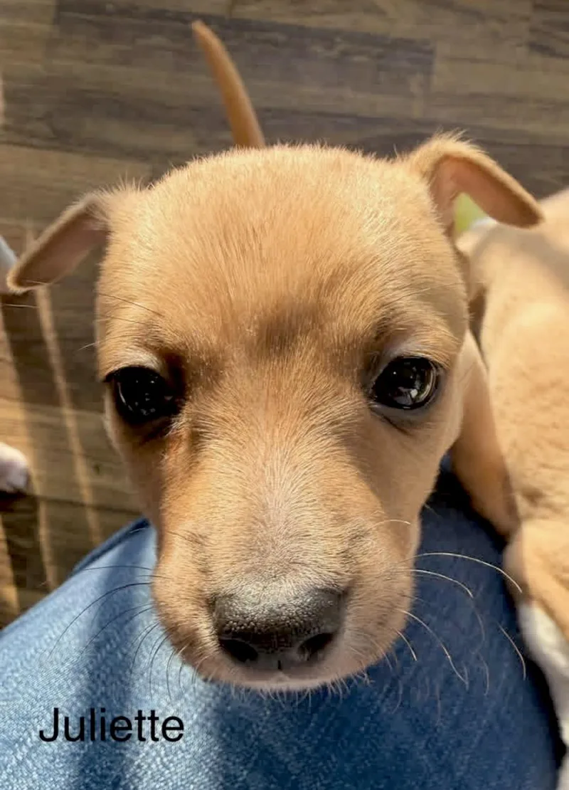 Juliette thumbnail 3