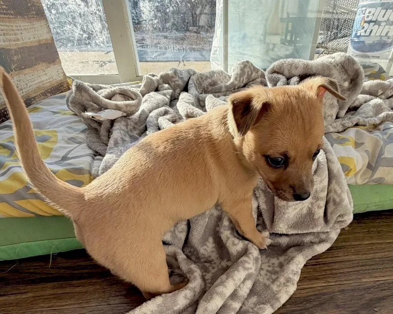 Juliette thumbnail 6