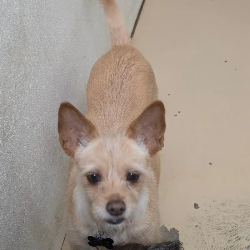 A senior small-sized female Yellow / Tan / Blond / Fawn Terrier dog named Lilly Pad  Costa for adoption in Chino Hills, CA