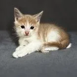 A baby medium-sized male White Domestic Short Hair cat named Garner for adoption in Portsmouth, OH