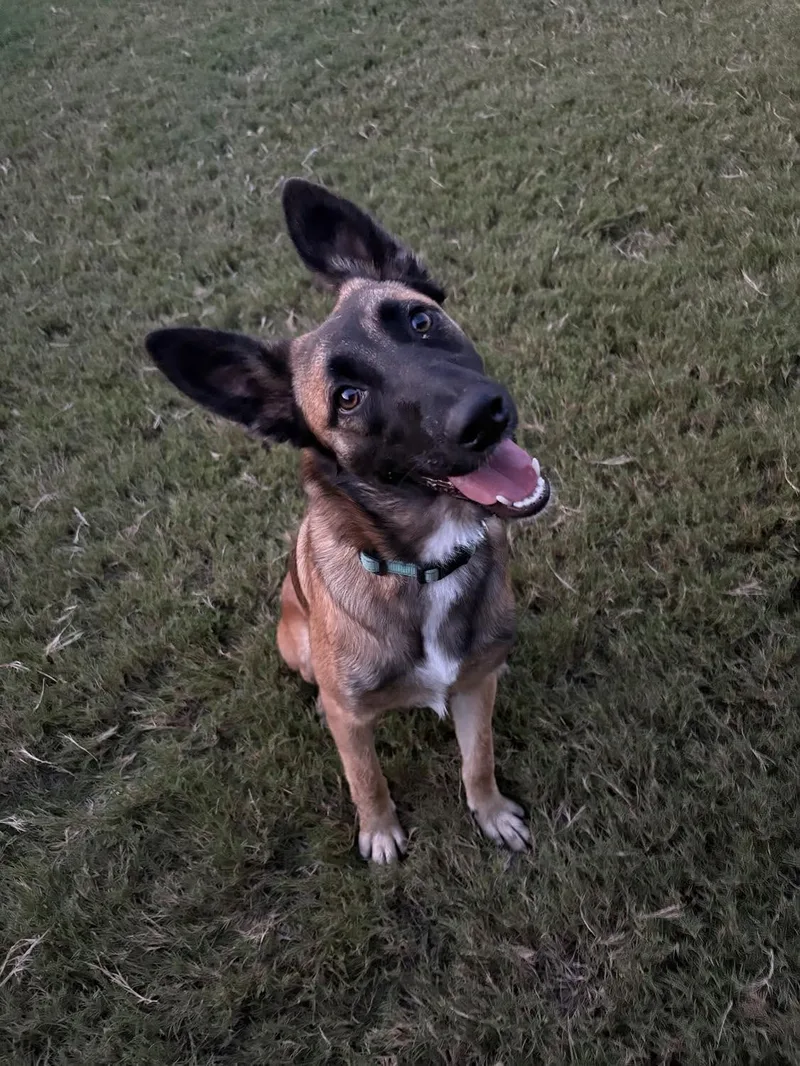 A baby large-sized female Belgian Shepherd / Malinois dog named Sister for adoption in Austin , TX