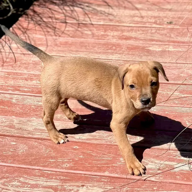 A baby medium-sized female Chihuahua dog named Birdie for adoption in Columbus, OH