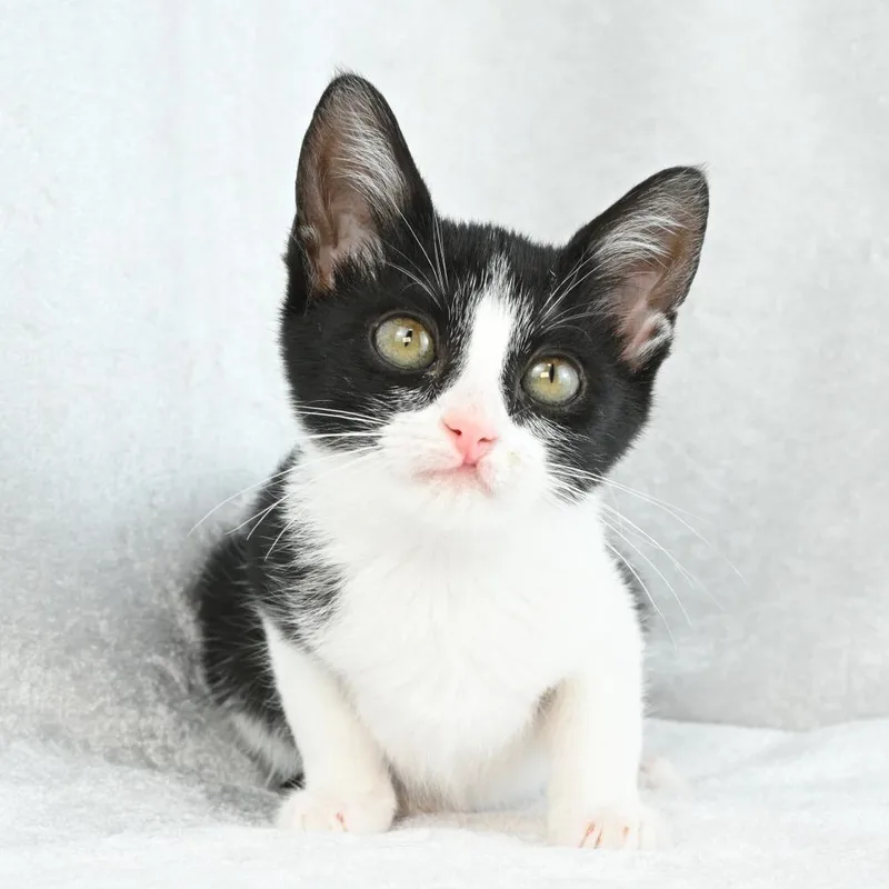 A baby small-sized female Black & White / Tuxedo Domestic Short Hair cat named Shirley for adoption in Mobile, AL