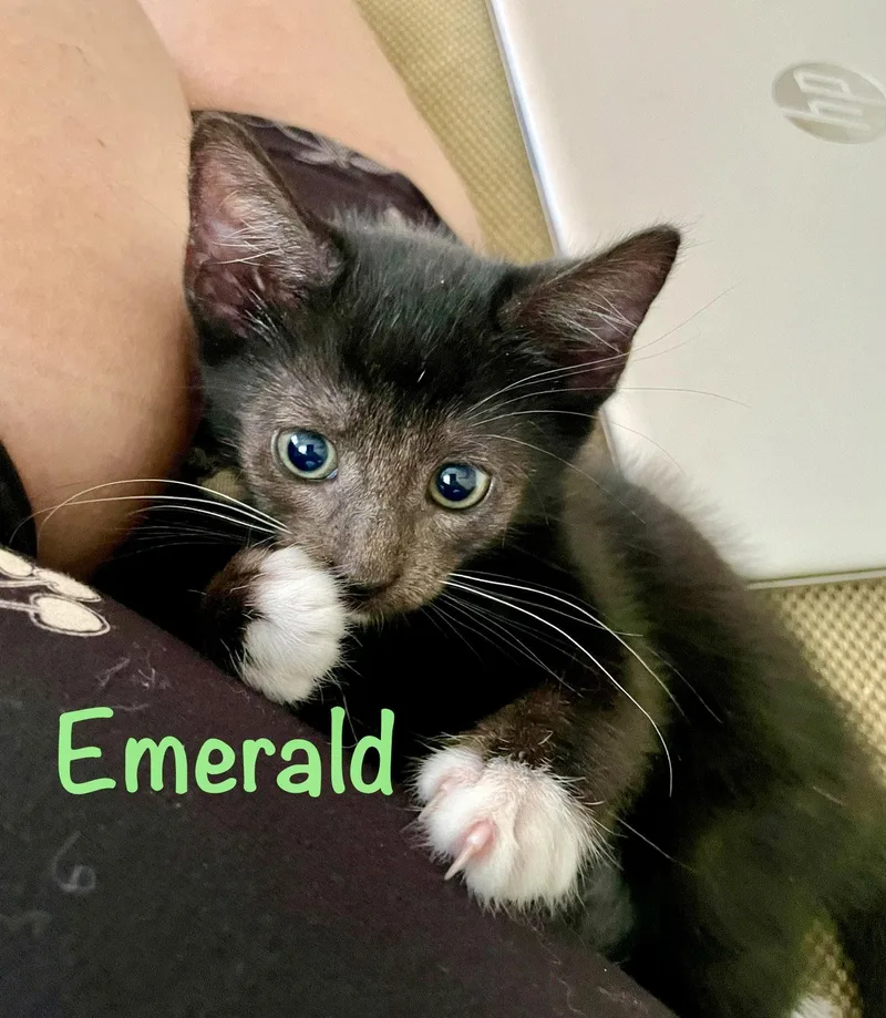 A baby medium-sized female Black & White / Tuxedo Domestic Short Hair cat named Emerald for adoption in Reston, VA