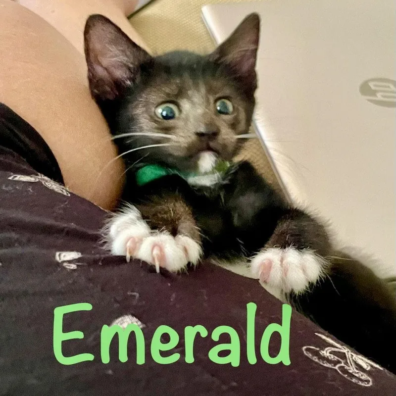 Emerald thumbnail 2