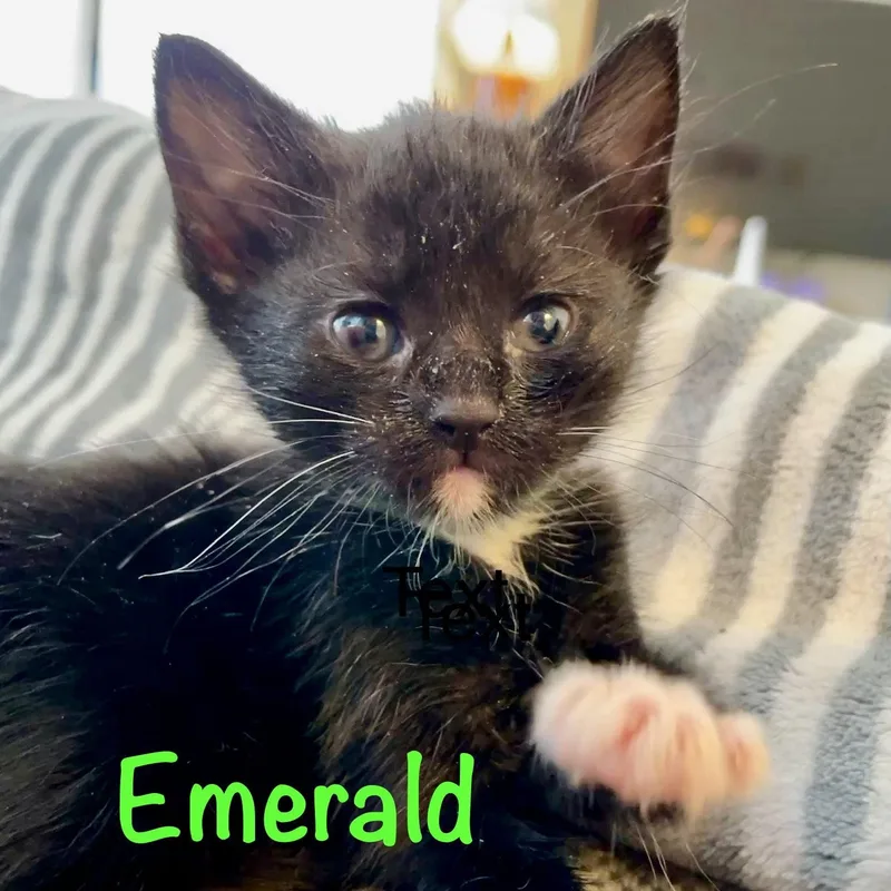 Emerald thumbnail 3
