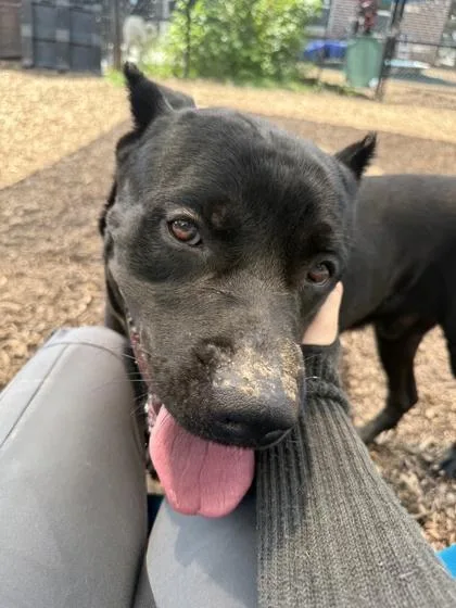 An adult large-sized male Mixed Breed dog named Tino for adoption in Chamblee, GA