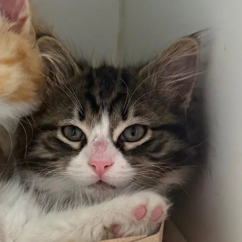 A baby small-sized female Brown / Chocolate Domestic Short Hair cat named Jelly for adoption in Naperville, IL