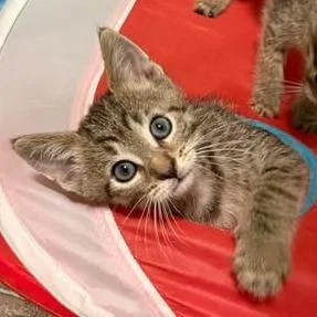 A baby small-sized male Domestic Short Hair cat named Gordita for adoption in West Olive, MI