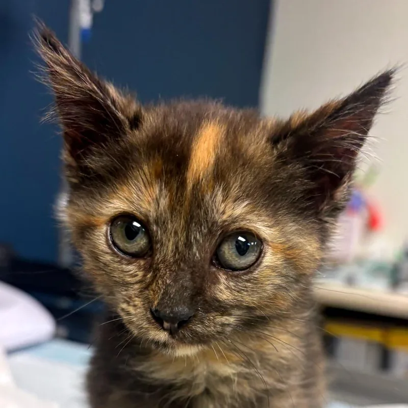 A baby small-sized female Tortoiseshell Domestic Short Hair cat named Kenya for adoption in Newark, NJ