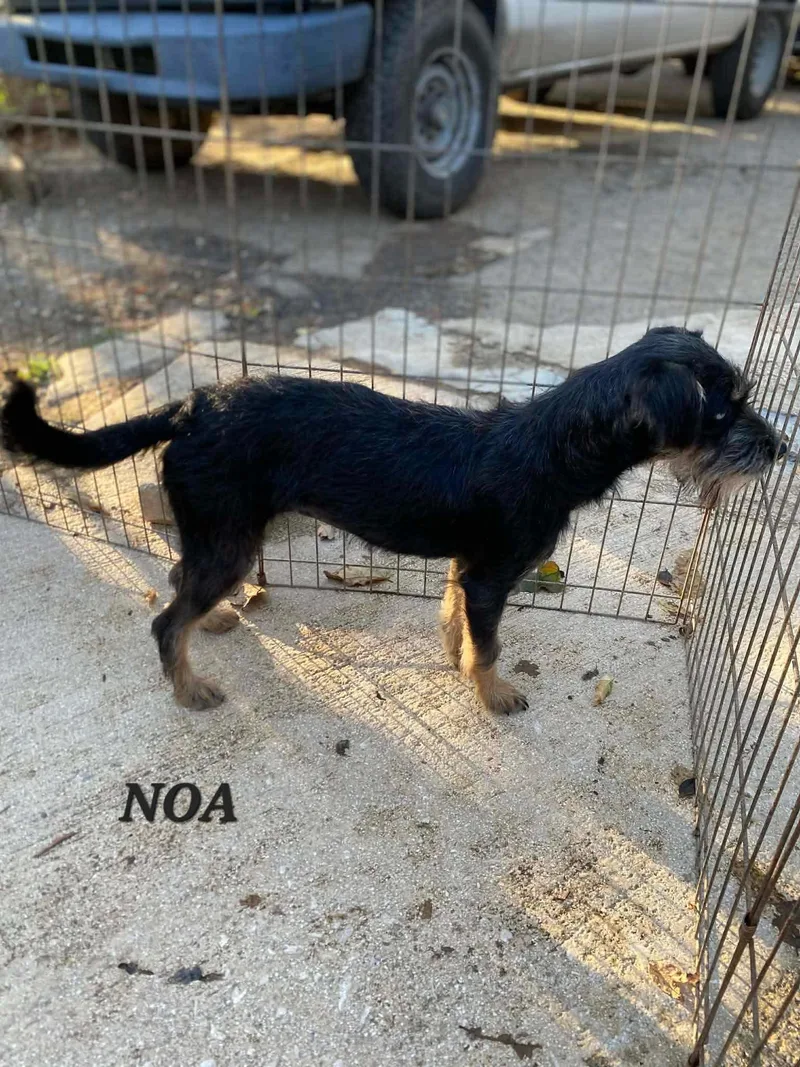 Noa