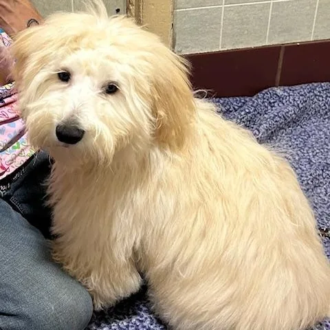 Fluff Fluff thumbnail 2