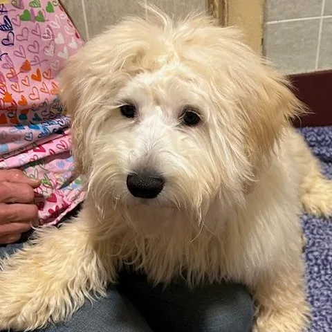 Fluff Fluff thumbnail 3