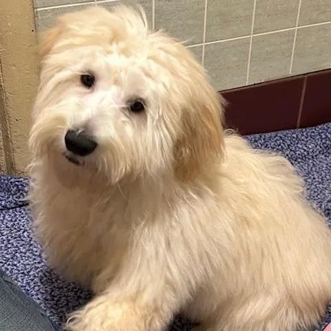 Fluff Fluff thumbnail 4