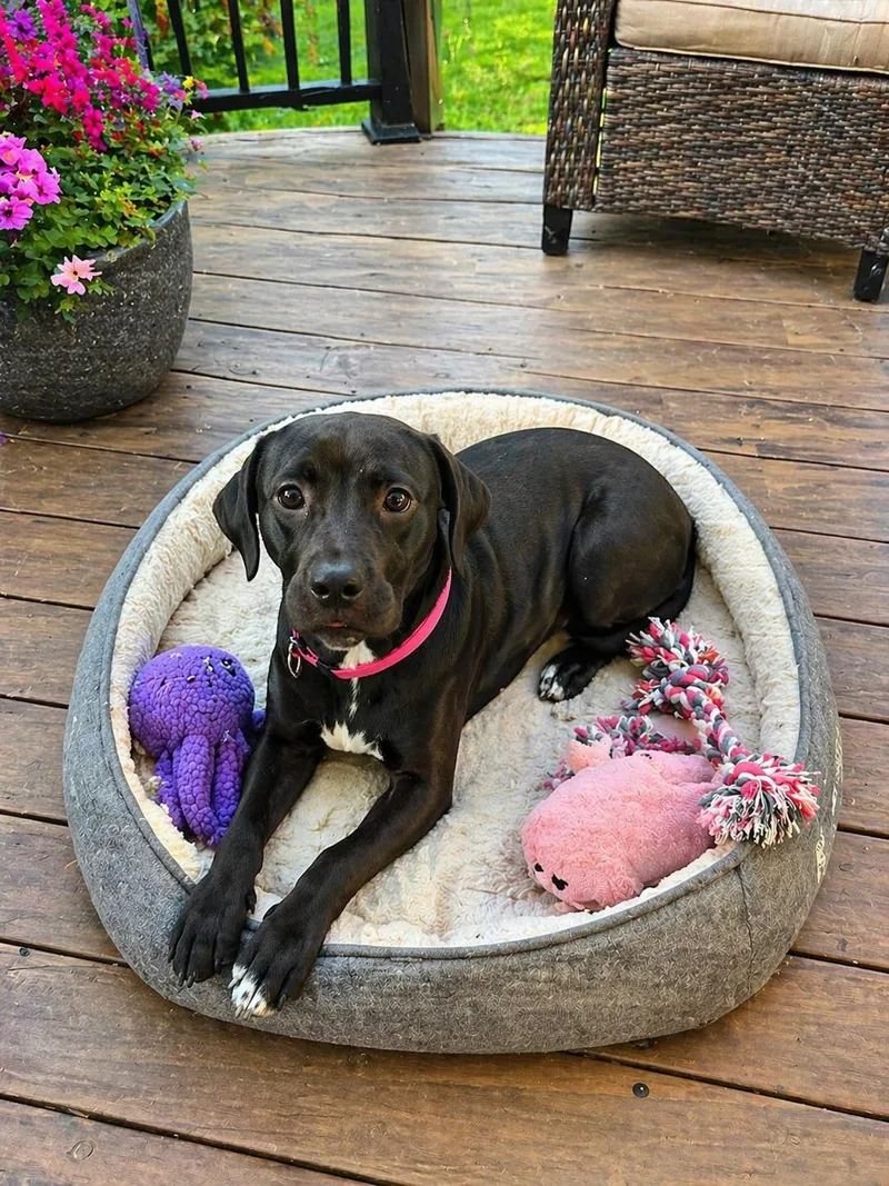 A young medium-sized female Black Labrador Retriever dog named Cleo for adoption in Crosby, TX