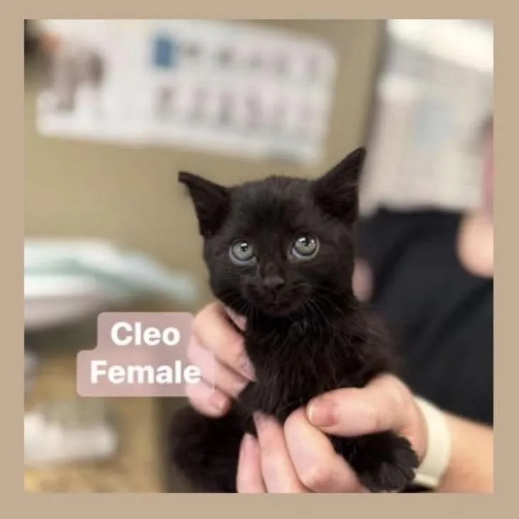 A baby small-sized female Black Domestic Short Hair cat named Cleopatra In Manchester  for adoption in Alexandria, VA