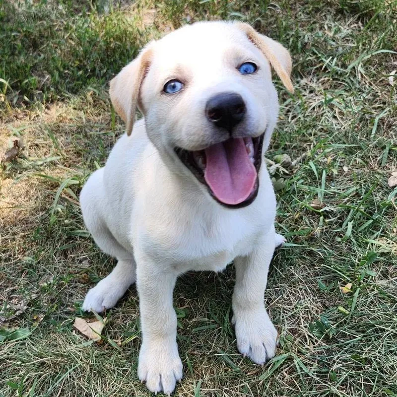 A baby small-sized female White / Cream Mixed Breed dog named Butterprint for adoption in Buffalo, MN