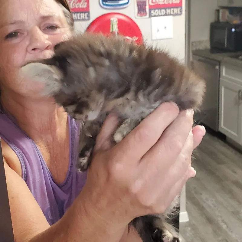 A baby small-sized female Gray / Blue / Silver Domestic Medium Hair cat named Chloe for adoption in Lake Jackson, TX