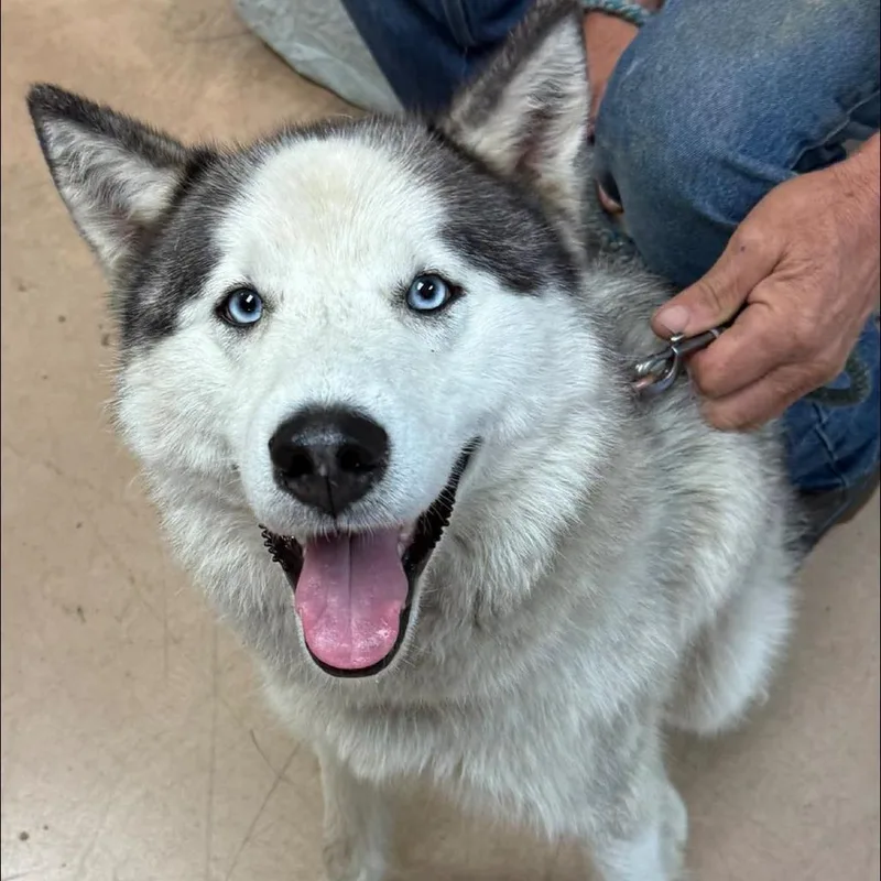 An adult large-sized male White / Cream Husky dog named Buzz for adoption in Walden, NY