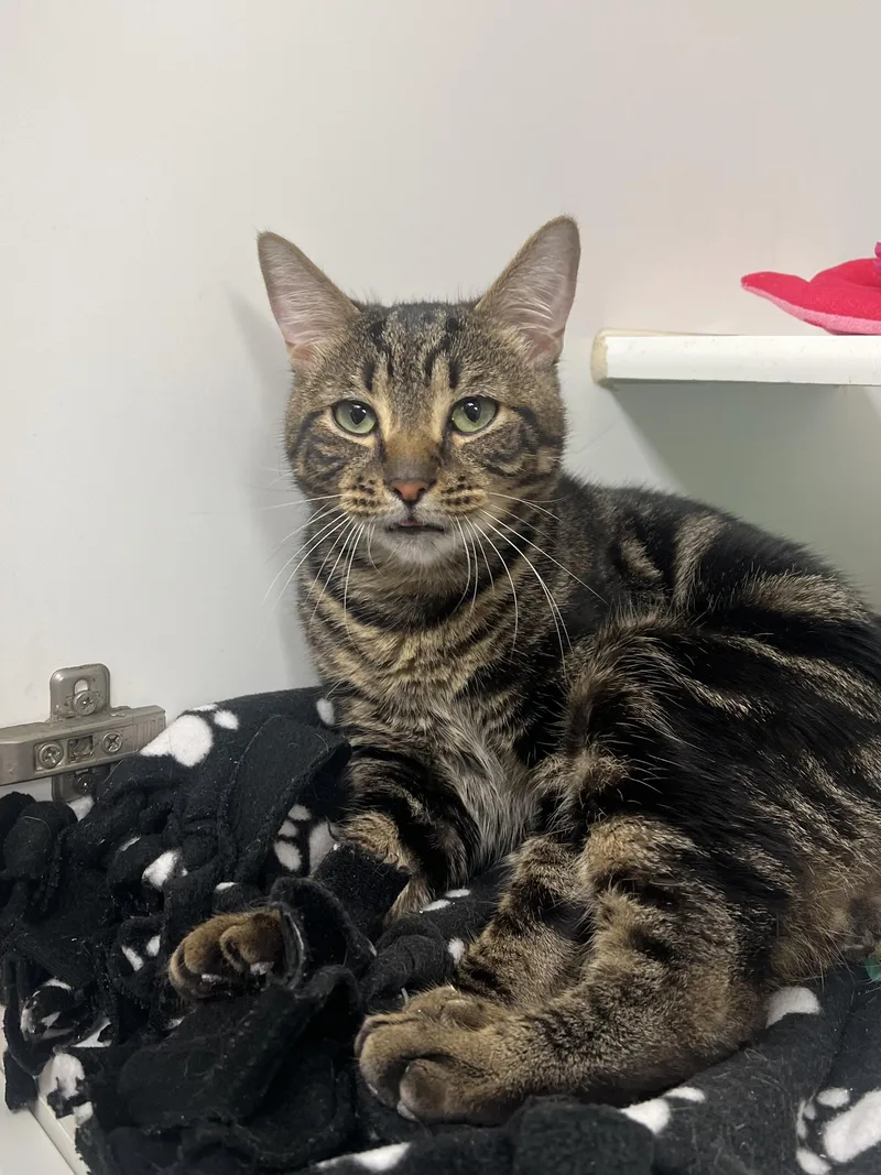 A young medium-sized male Domestic Short Hair cat named Emmett for adoption in Reisterstown, MD