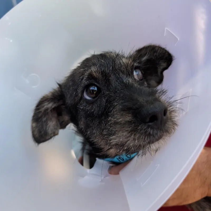 A baby small-sized male Brown / Chocolate Mixed Breed dog named North for adoption in Leander, TX