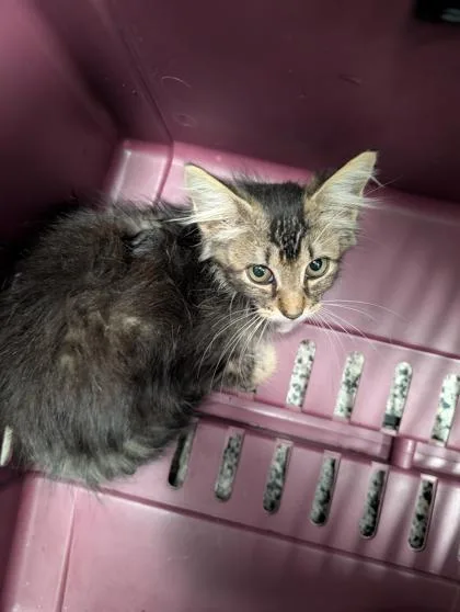 A baby small-sized female Domestic Medium Hair cat named Bonnie for adoption in West Chester, PA