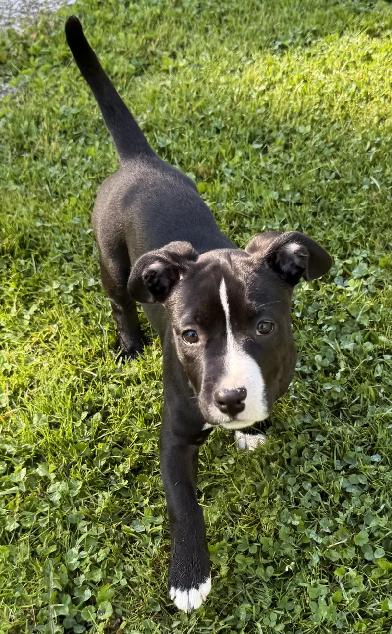 A baby medium-sized female Black Pit Bull Terrier dog named Reign for adoption in Painesville, OH