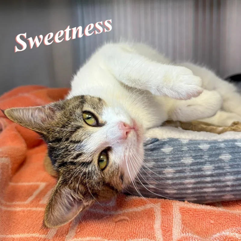 A baby small-sized female White Domestic Medium Hair cat named Sweetness for adoption in Madisonville, TN
