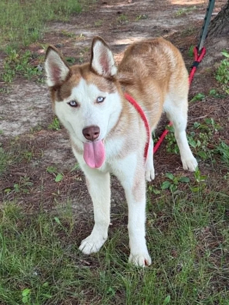 An adult large-sized male Yellow / Tan / Blond / Fawn Husky dog named Blue for adoption in Springfield, IL