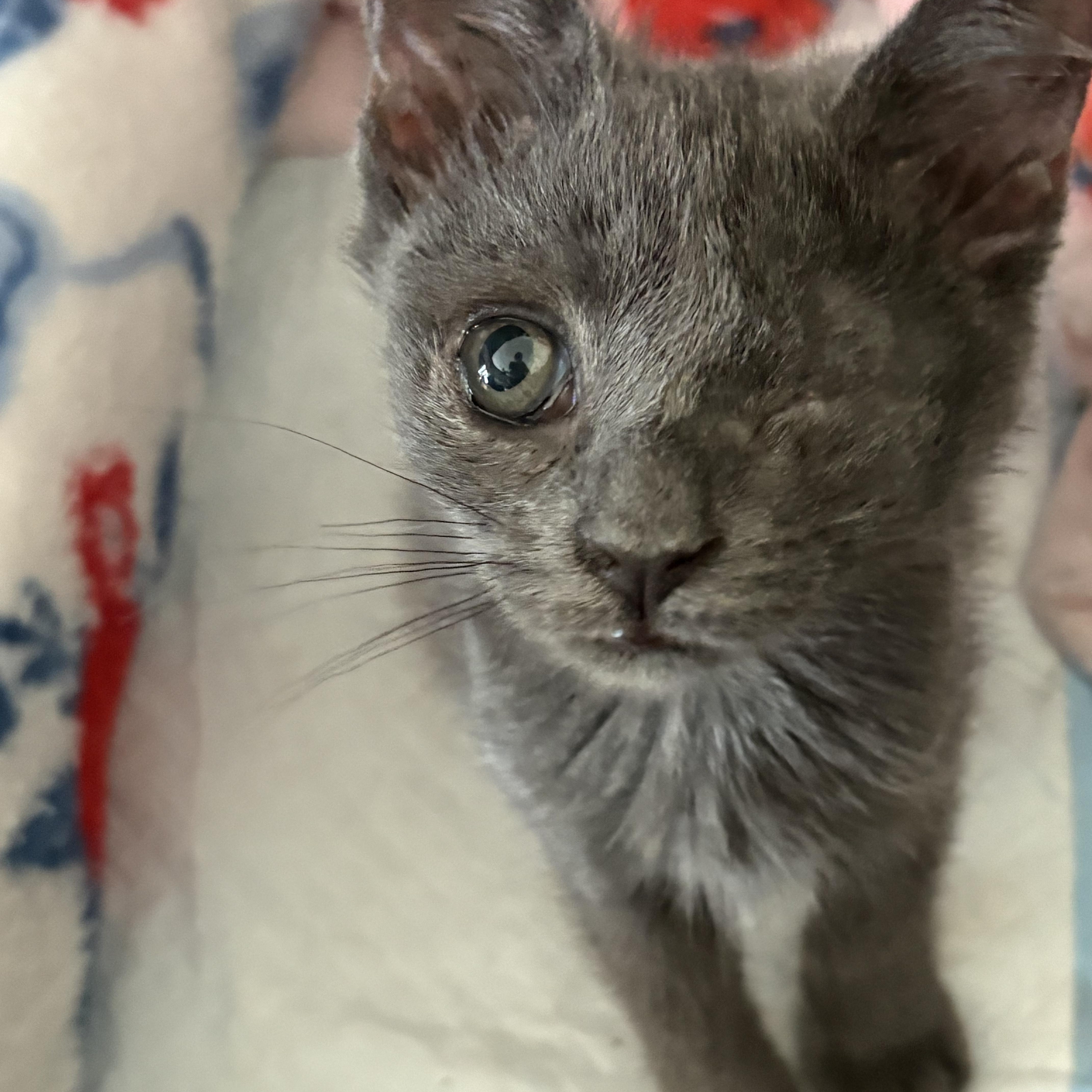 A baby medium-sized male Gray / Blue / Silver Domestic Short Hair cat named Smokey for adoption in Moriches, NY