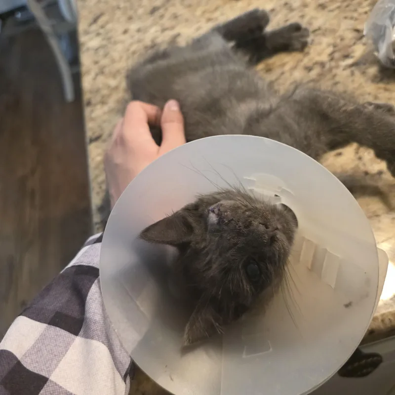 Smokey thumbnail 2