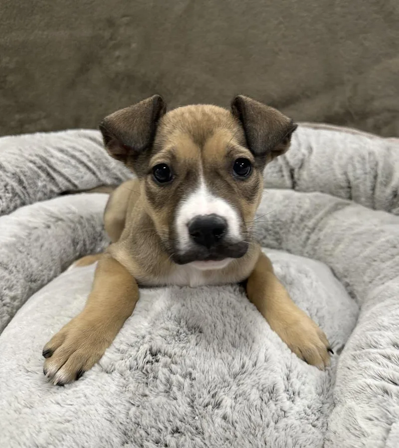 A baby large-sized female Pit Bull Terrier dog named Baklava for adoption in Sedalia, CO
