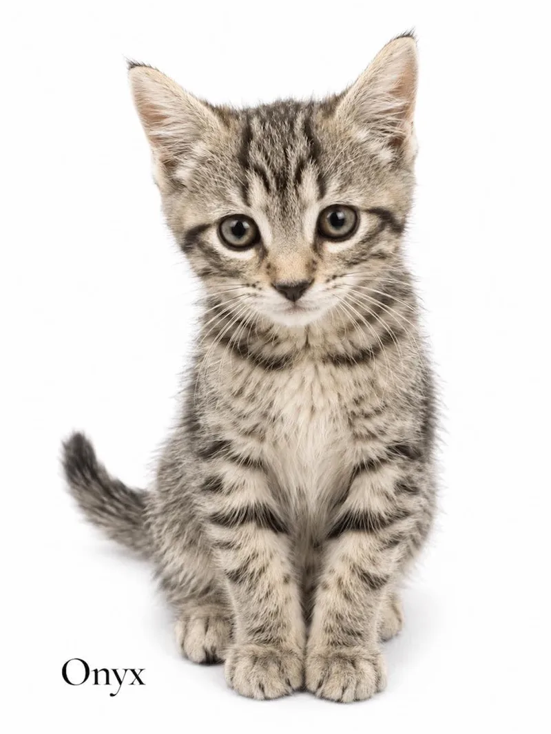 A baby medium-sized female Tabby (Buff / Tan / Fawn) Domestic Short Hair cat named Onyx for adoption in Stevensville, MI
