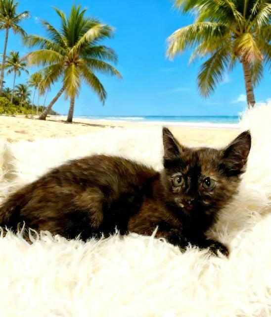 A baby small-sized female Tortoiseshell Domestic Short Hair cat named June Bug for adoption in Tehachapi, CA