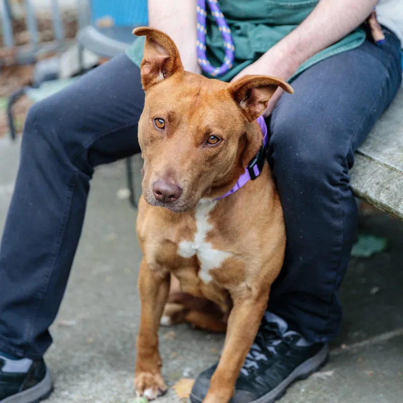 A young large-sized female Pit Bull Terrier dog named Aveeno for adoption in Oakland, CA