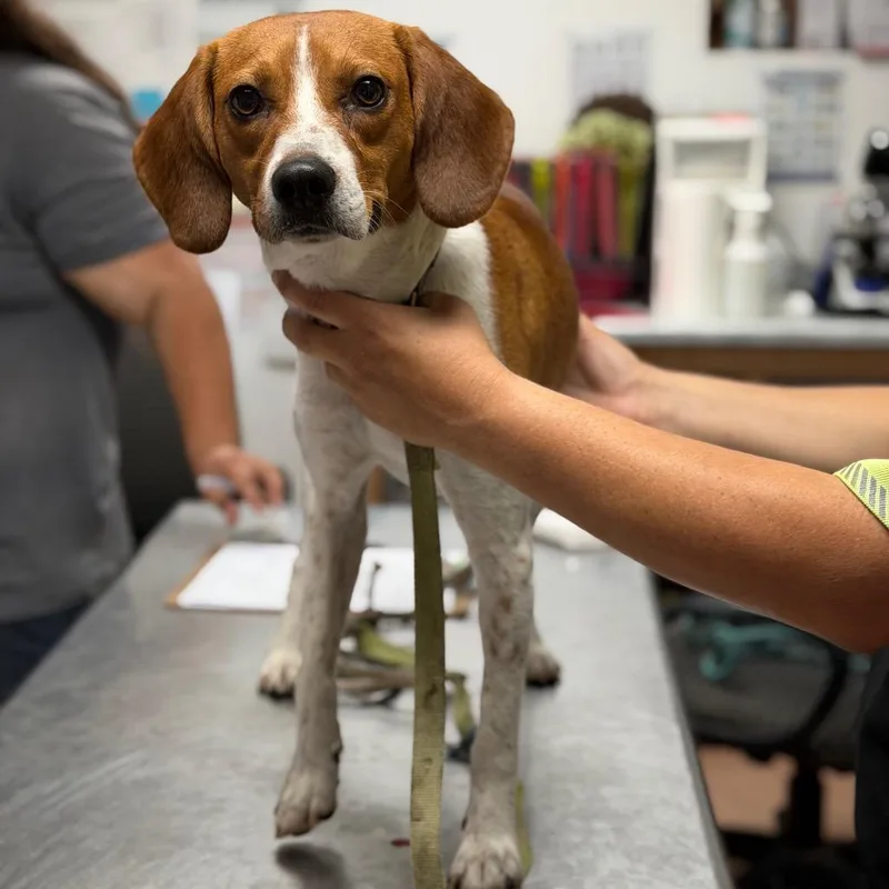 An adult medium-sized male Beagle dog named Walker for adoption in Fort Smith, AR